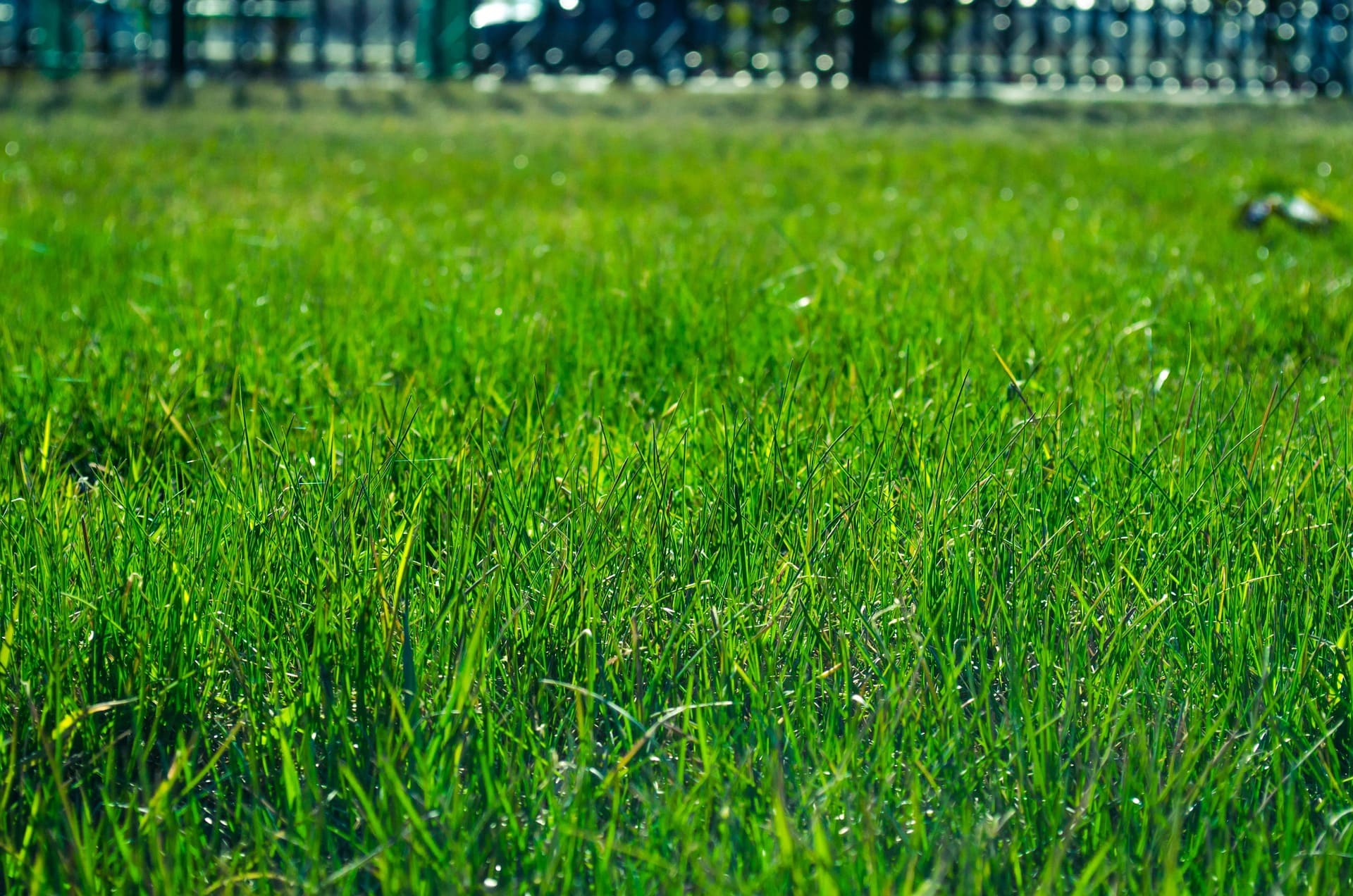 Freshly installed sod lawn